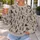 Multicolor Sitting Cats For Cozy Autumn Outings And Everyday Cat Lover Style All-over Print Knitted Sweater - 5