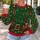 Elf Toymaker Belt and Teddy Bear Gifts for Christmas Parties and Festive Holiday Gatherings All-over Print Knitted Sweater - 5