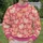 Pink Pumpkin And Daisy Motifs For Cozy Autumn Outings And Relaxed Women's Fall Style All-over Print Knitted Sweater - 6