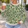 Ivory Botanical Blossoms and Citrus Leaves for Fresh Spring Garden Style Wear All-over Print Knitted Sweater - 5