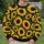Golden Sunflower Streetwear Motif For Casual Outings And Creative Everyday Looks Unisex All-over Print Knitted Sweater - 6