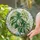 Monstera Leaf Garden Accent for Plant Lovers and Botanical Home Decor Stained Glass Suncatcher - 2