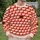 Cream Sheep on Red Field for Cozy Farmhouse Casual Layering and Everyday Wear All-over Print Knitted Sweater - 6