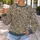 Baroque Floral Scrolls for Vintage-Inspired Everyday Style and Artful Outings All-over Print Knitted Sweater - 5