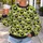 Cute Sheep Motifs for Farmhouse Casual Style and Everyday Country Charm All-over Print Knitted Sweater - 5