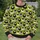 Cute Sheep Motifs for Farmhouse Casual Style and Everyday Country Charm All-over Print Knitted Sweater - 6