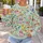 Playful Rainbow Dogs for Cheerful Everyday Outings and Weekend Casual Style Lovers All-over Print Knitted Sweater - 5