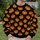 Orange Pumpkin Motifs for Cozy Autumn Celebrations and Halloween Gatherings for Women All-over Print Knitted Sweater - 6