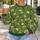 Green Dandelion Leaves for Botanical Garden Style and Nature Lovers All-over Print Knitted Sweater - 5
