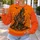 Haunted House and Pumpkin Bats for Halloween Night and Spooky Season Celebrations All-over Print Knitted Sweater - 5
