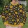 Yellow Floral Vine Motifs for Spring Garden Gatherings and Cozy Everyday Layering Looks All-over Print Knitted Sweater - 6