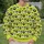Cute Sheep and Pink Heart Farm Animals for Casual Countryside Style All-over Print Knitted Sweater - 6