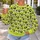 Cute Sheep and Pink Heart Farm Animals for Casual Countryside Style All-over Print Knitted Sweater - 5