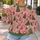 Pink Christmas Trees and Folk Ornaments for Cozy Holiday Celebrations for Women All-over Print Knitted Sweater - 5