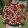 Crimson Rose And Olive Leaf Blooms For Romantic Countryside Everyday Wear All-over Print Knitted Sweater - 6
