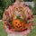 Orange Cat And Pumpkin With Autumn Blooms For Cozy Fall Gatherings And Seasonal Style All-over Print Knitted Sweater - 6