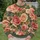 Oversized Rose Blooms for Romantic Everyday Style and Garden Gatherings for Women All-over Print Knitted Sweater - 6