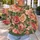 Oversized Rose Blooms for Romantic Everyday Style and Garden Gatherings for Women All-over Print Knitted Sweater - 5