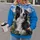 Border Collie Under Open Sky for Countryside Walks and Everyday Outdoor Adventures All-over Print Hoodie (Lightweight) - 2