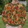 Autumn Maple And Oak Leaves For Cozy Fall Outings And Everyday Wear All-over Print Knitted Sweater - 6