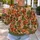 Autumn Maple And Oak Leaves For Cozy Fall Outings And Everyday Wear All-over Print Knitted Sweater - 5