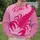 Fuchsia Scorpion Art For Bold Streetwear And Weekend Outings All-over Print Knitted Sweater - 6