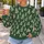 Cream Christmas Trees for Cozy Holiday Gatherings and Festive Winter Celebrations at Home All-over Print Knitted Sweater - 5