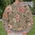 Blush Flowers And Honeybees For Garden Days And Nature-Loving Women All-over Print Knitted Sweater - 6