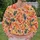 Autumn Maple And Oak Leaves For Cozy Seasonal Outings And Nature Lovers All-over Print Knitted Sweater - 6