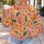 Autumn Maple And Oak Leaves For Cozy Seasonal Outings And Nature Lovers All-over Print Knitted Sweater - 5