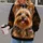 Yorkshire Terrier Dog Portrait for Cozy Lounging and Everyday Pet Lover Style All-over Print Hoodie (Lightweight) - 2