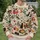 Whimsical Christmas Cats for Cozy Holiday Lounging and Festive Everyday Style All-over Print Knitted Sweater - 6