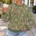 Sage Meadow Wildflowers for Garden Strolls and Relaxed Everyday Style All-over Print Knitted Sweater - 5