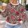 Rose Red Blooms and Engraved Skulls for Bold Everyday Alternative Style for Women All-over Print Knitted Sweater - 5