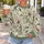 Sage Green Botanical Florals for Relaxed Everyday Style and Garden-Inspired Outings All-over Print Knitted Sweater - 5