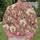 Pink Orchid And Tulip Blooms For Romantic Everyday Spring Style All-over Print Knitted Sweater - 6
