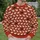 Ivory Sheep on Rust Red for Cozy Farmhouse Days and Everyday Country Style Wear All-over Print Knitted Sweater - 6