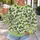 Playful Green Crocodile Motifs for Casual Autumn Outings and Everyday Nature Lovers All-over Print Knitted Sweater - 5