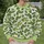 Playful Green Crocodile Motifs for Casual Autumn Outings and Everyday Nature Lovers All-over Print Knitted Sweater - 6