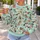 Whimsical Dog Breed Gathering for Playful Everyday Style and Dog Lover Gifts All-over Print Knitted Sweater - 5