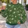 Cream Dandelion Blooms and Green Leaves for Relaxed Everyday Nature-Lover Outings All-over Print Knitted Sweater - 5