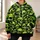 Neon Green Skull Motif for Bold Streetwear Looks and Alternative Casual Style All-over Print Hoodie (Lightweight) - 6