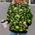 Neon Green Skull Motif for Bold Streetwear Looks and Alternative Casual Style All-over Print Hoodie (Lightweight) - 2