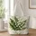 Lily of the Valley Bouquet for Spring Garden Lovers and Mother’s Day Gifting Quilted Tote Bag - 1