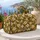Mustard Daisy Checkerboard Floral for Sunny Weekend Getaways and Garden-Loving Travelers Quilted Weekend Bag - 5