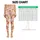 Playful Corgi and Paw Motifs for Yoga, Running, and Everyday Fitness Wear for Women Leggings - 3
