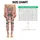 Cute Leopard Cats and Colorful Stars for Playful Yoga and Everyday Fitness Style Leggings - 3