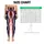 American Stars And Stripes Red White Blue Patriotic Summer Celebration Style Leggings - 1