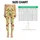 Playful Kittens in Fruit Cups for Cheerful Yoga and Everyday Wellness for Active Women Leggings - 3