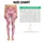 Blush Pink Tartan Checks for Yoga Pilates and Everyday Casual Style Leggings - 3